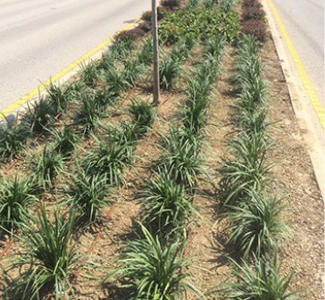 small green plants